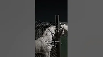 يسعود قلي شسوا الكتمان بقلوب الأحباب والأقارب جمر لعقب تحرق حرق والشوق ينهان والحب يبقى في القلب سره 