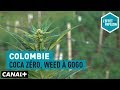 Colombie  coca zro weed  gogo  leffet papillon