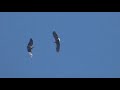Пара орланов-белохвостов кружат играют в небе