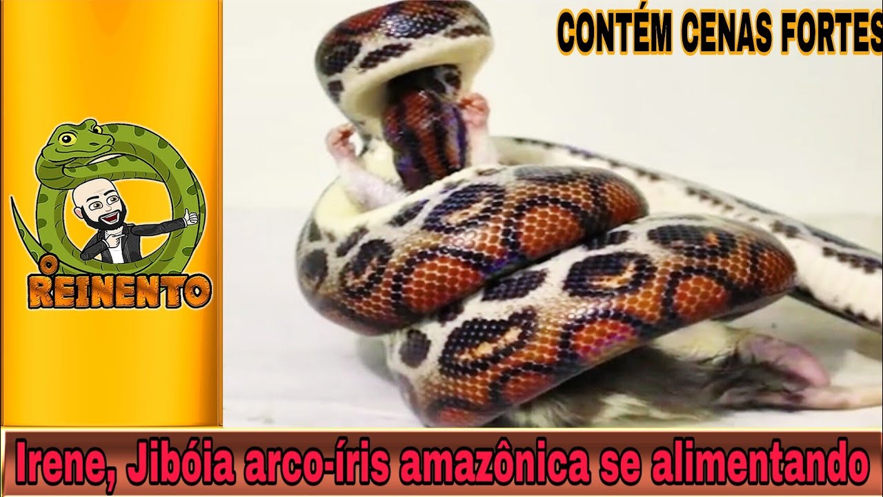 video phone beyonce mp3 Irene, jibóia arco-íris se alimentando (cenas fortes) rainbow boa
