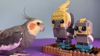 Real Cockatiel Meets Lego Cockatiel