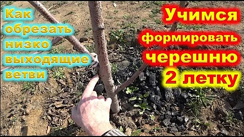 Как ФОРМИРОВАТЬ молодую ЧЕРЕШНЮ в 2 года