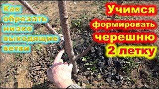 Как ФОРМИРОВАТЬ молодую ЧЕРЕШНЮ в 2 года