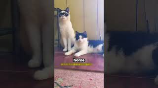 The Magic Of Genetics