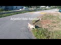 Arjantin eğitim sitemi lise
