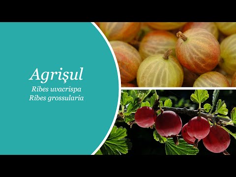 Video: Agrișă (Ribes Uva-crispa). Soiuri Promițătoare, Tehnologie De Creștere A Agrișei