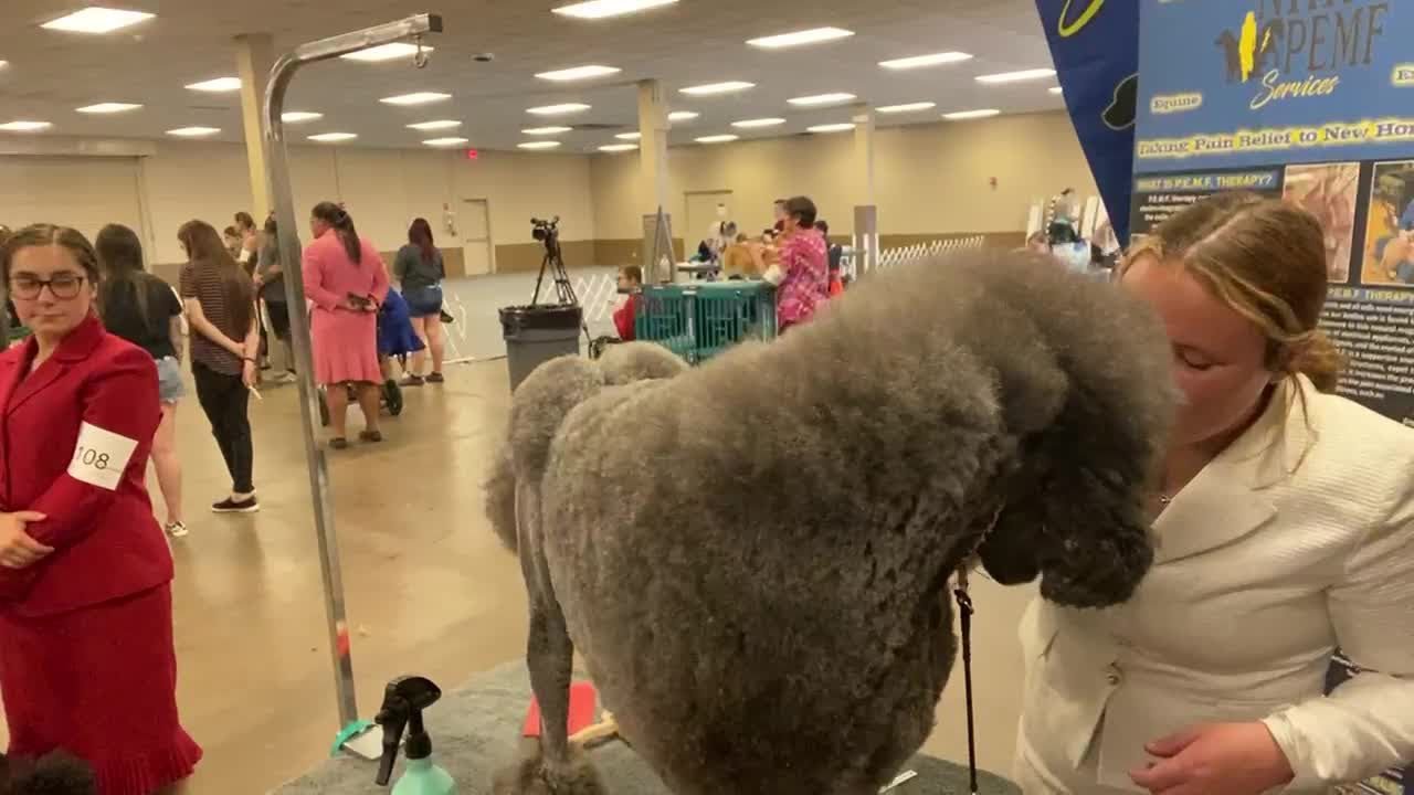 Ukc Dog Show Calendar 2026 Ukc Dog Show Calendar 2026