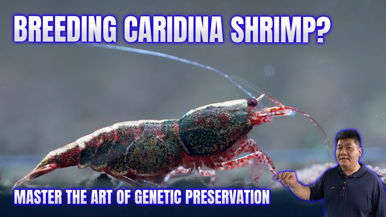 How to Breed Shrimp Like a Pro – The KW Shrimp Method