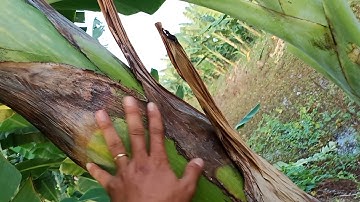 Cây giống chuối sáp nghệ,và tính sơ về lợi nhuận của cây chuối sáp nghệ