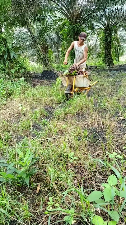 lesu kali pelangsir buah ini karna buah GK ada.#buah trek#sawit