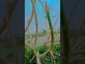 beautiful 🥰 Nature view in my village mujauliya bazar #ytshorts #birds #manjitgoswamivlogs #village