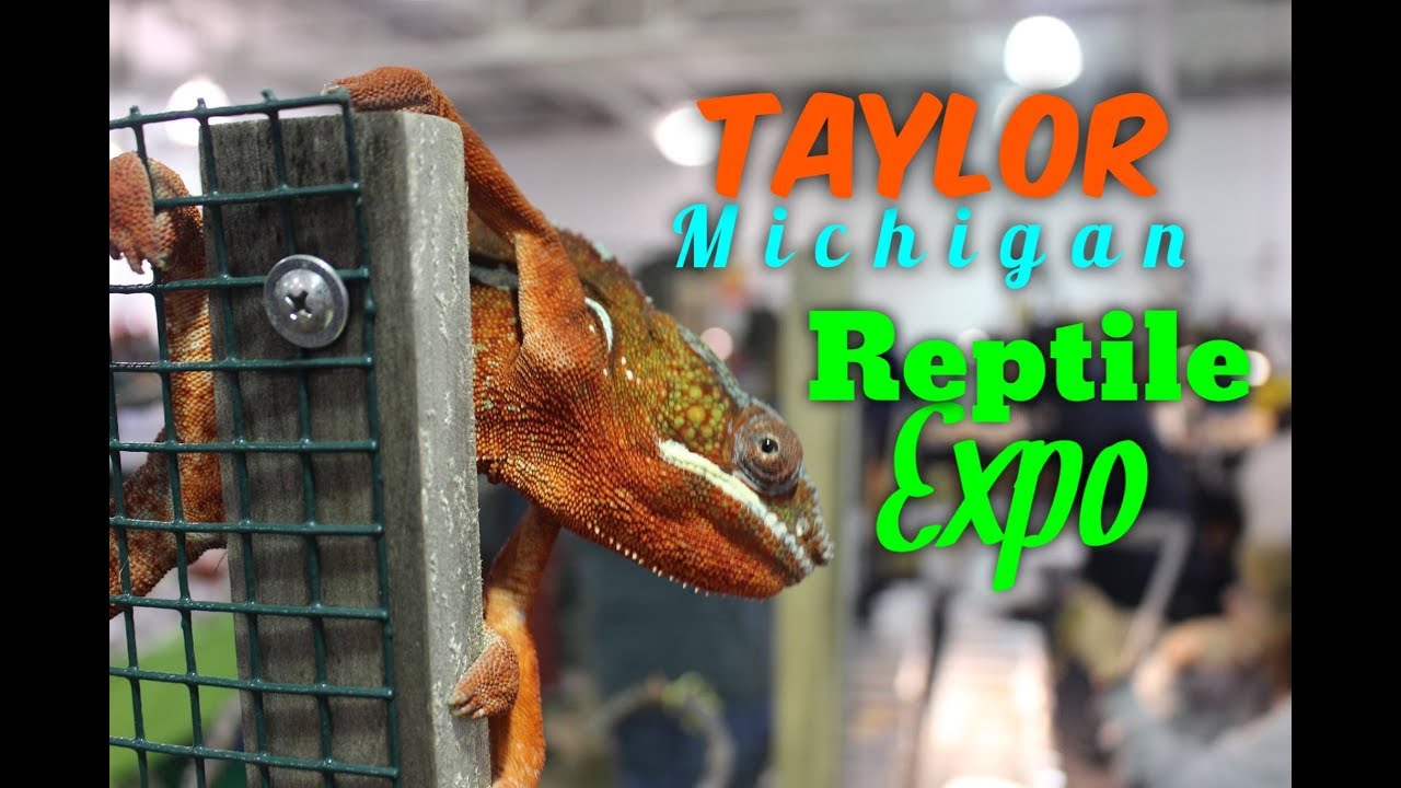 Sept Taylor Reptile Expo YouTube