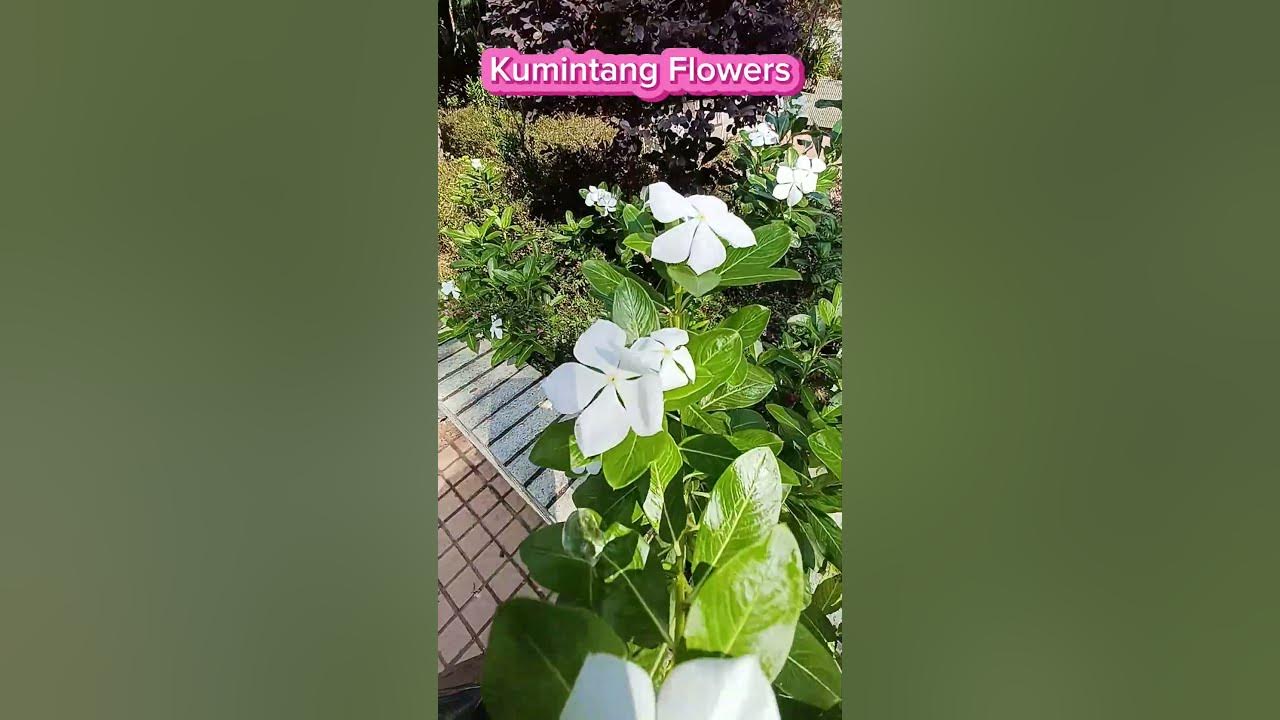short.Kumintang Plant w/ White Flowers satisfying felyganzagan2822