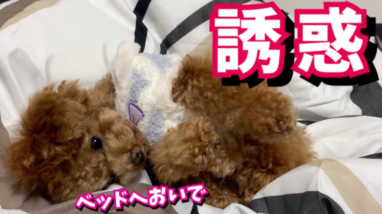 ベッドへ手招きするあざとい犬vsパパ トイプードルのコロン Youtube