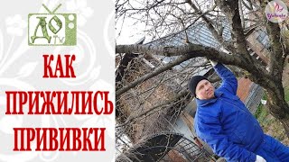 ПРИВИВКИ ПЛОДОВЫХ ДЕРЕВЬЕВ НЕСКОЛЬКО ЛЕТ СПУСТЯ / РЕЗУЛЬТАТЫ РАБОТЫ НАГЛЯДНО