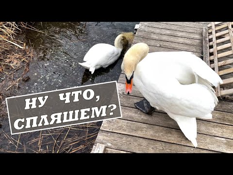 Video: Ką pasakyti, kai jis tave traukia?