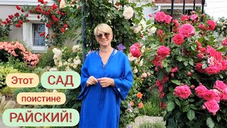 Прекрасный САД Светланы и Сергея Декуновых . Лучшие сорта РОЗ. Лавандовый бордюр.