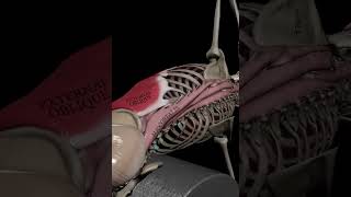 3D Oblique Workout #sports #motivation #abs