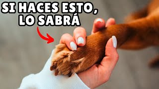 12 FORMAS de decirle a tu perro que LO AMAS (y que pueda ENTENDER) by Zona Perros 147,851 views 1 month ago 9 minutes, 34 seconds