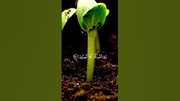 القارئ : إسلام صبحي ﴿ وَفِي الْأَرْضِ آيَاتٌ لِّلْمُوقِنِينَ﴾ [ سورة الذاريات: 20]