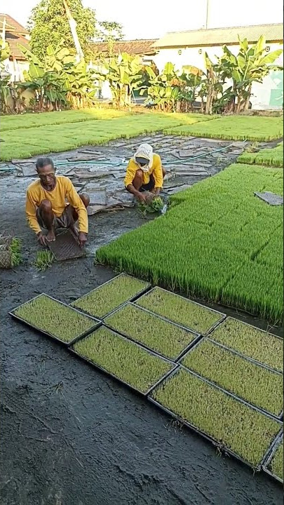 Gulung Bibit Padi Modern. Inpari32.