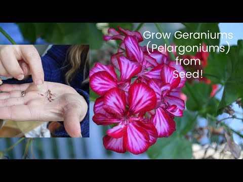 Video: Vai var izaudzēt pelargonijas no sēklām?