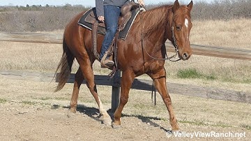 Tunderjuice - slow easy jog, lope-offs, huge stops, spins! - ValleyViewRanch.net
