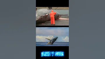 ¿Qué hacer si se te acerca una ballena mientras nadas?