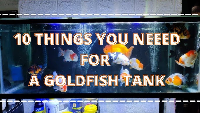 HOW TO SET UP A GOLDFISH TANK 