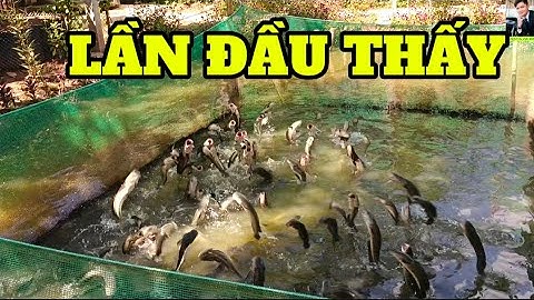 264 GIỜ TRÊN SÔNG PHÁT HIỆN ĐƯỢC BẦY CÁ LÓC BAY NHƯ CHIM