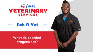 How To Feed Your Bearded Dragon: Expert Diet Tips From PetSmart Veterinary Services by PetSmart 522 views 3 months ago 2 minutes, 20 seconds