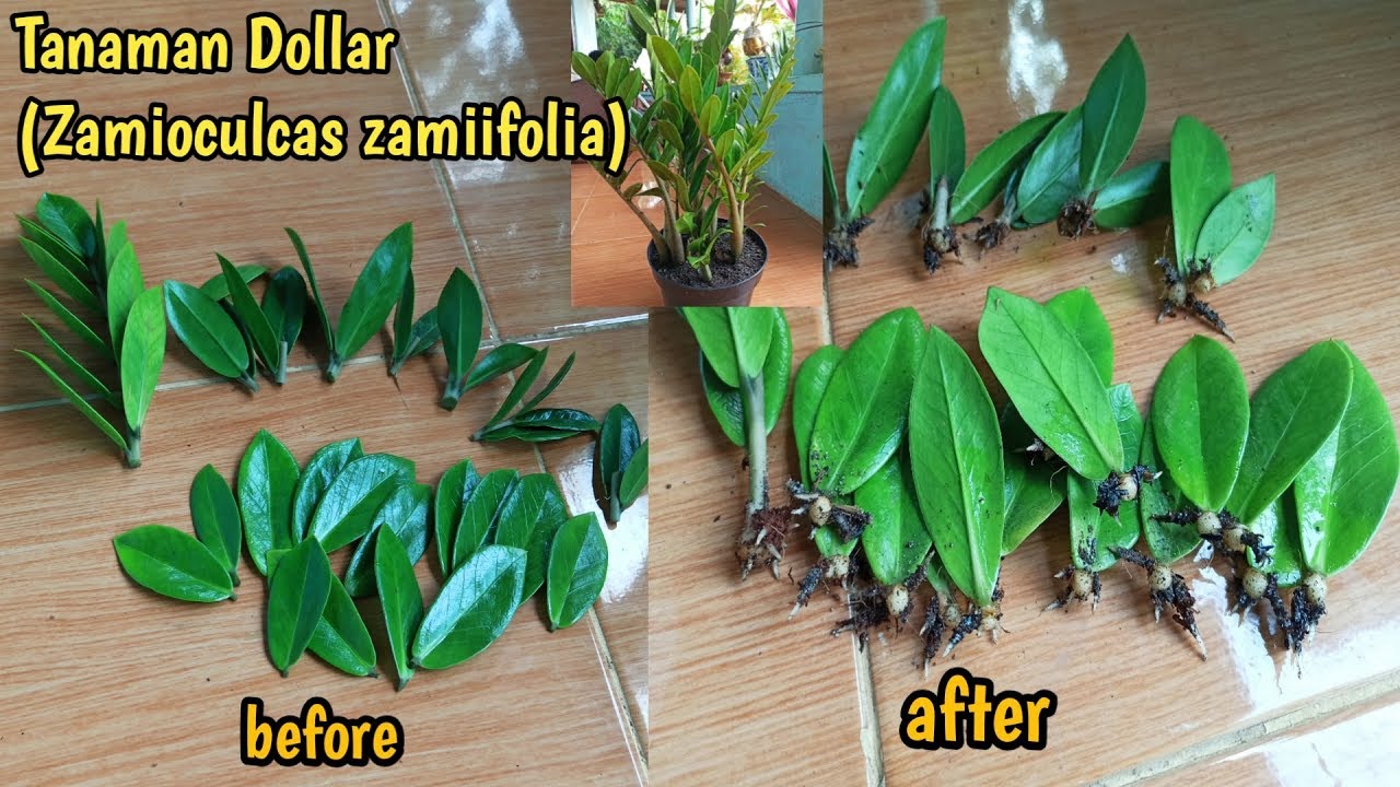 Cara memperbanyak tanaman zamioculcas dengan stek daun 