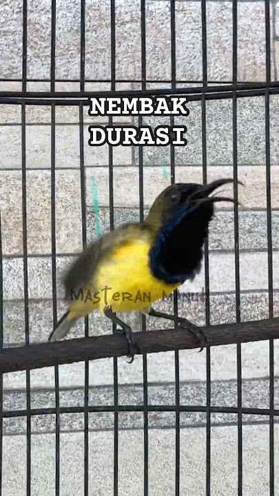 Sogok ontong nembak durasi ngleper tanpa henti #sogon #sogokontong #sogongacor