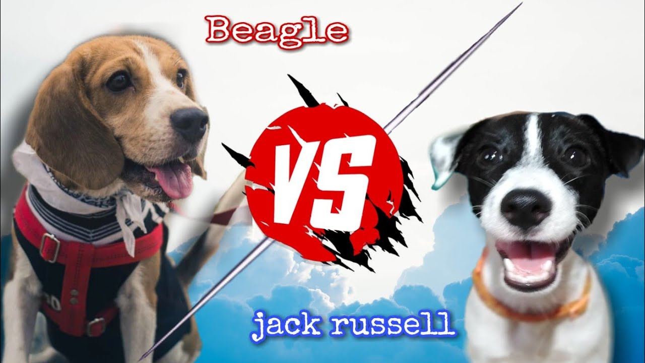 Beagle Vs Jack Russell - Dog Challenge - Beagle Dog - Jack Russell Terrier - Which Breed Is Better