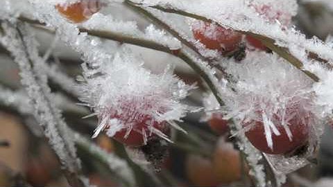 Timelapse of frost forming on rose (Rosa) hips, controlled conditions, Somerset, England, UK.