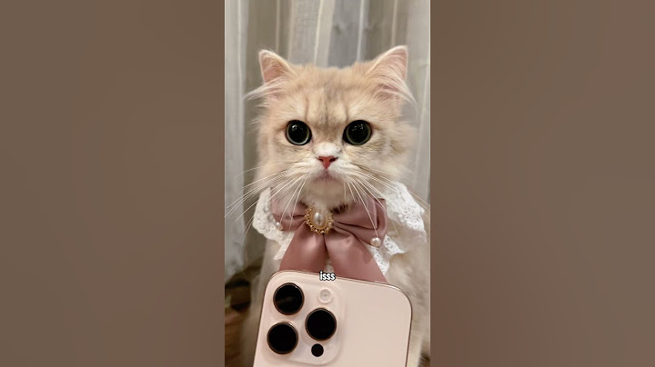😾: harus tau dia siapa bos di rumah ini woi #cat #kucinglucu #kiwibritishcat