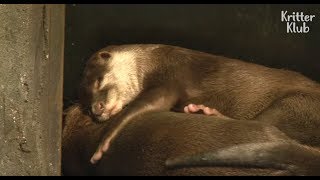 The Lovely Otter Couple Is Actually Having An Affair?! | Kritter Klub