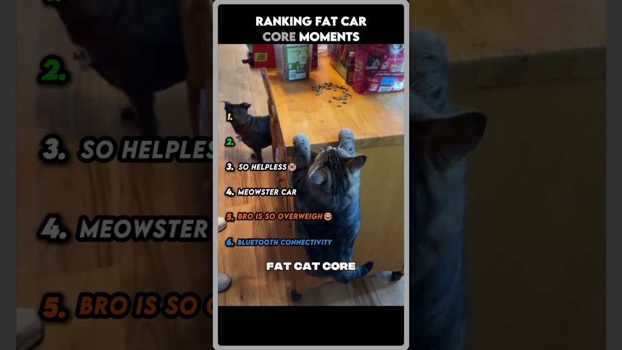 Ranking Fat Cat Core Moments Shorts Funny Cutecats