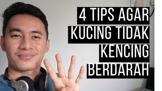 4 Tips Agar Kucing Tidak Kencing Batu Lagi