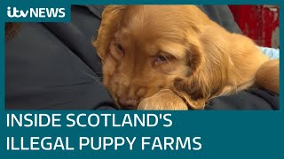 Inside Scotland's 'battery farms' where puppies are exploited by criminals for cash | ITV News
