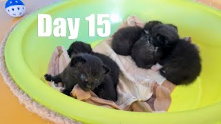 The cat washes its kittens // Fifteenth day!