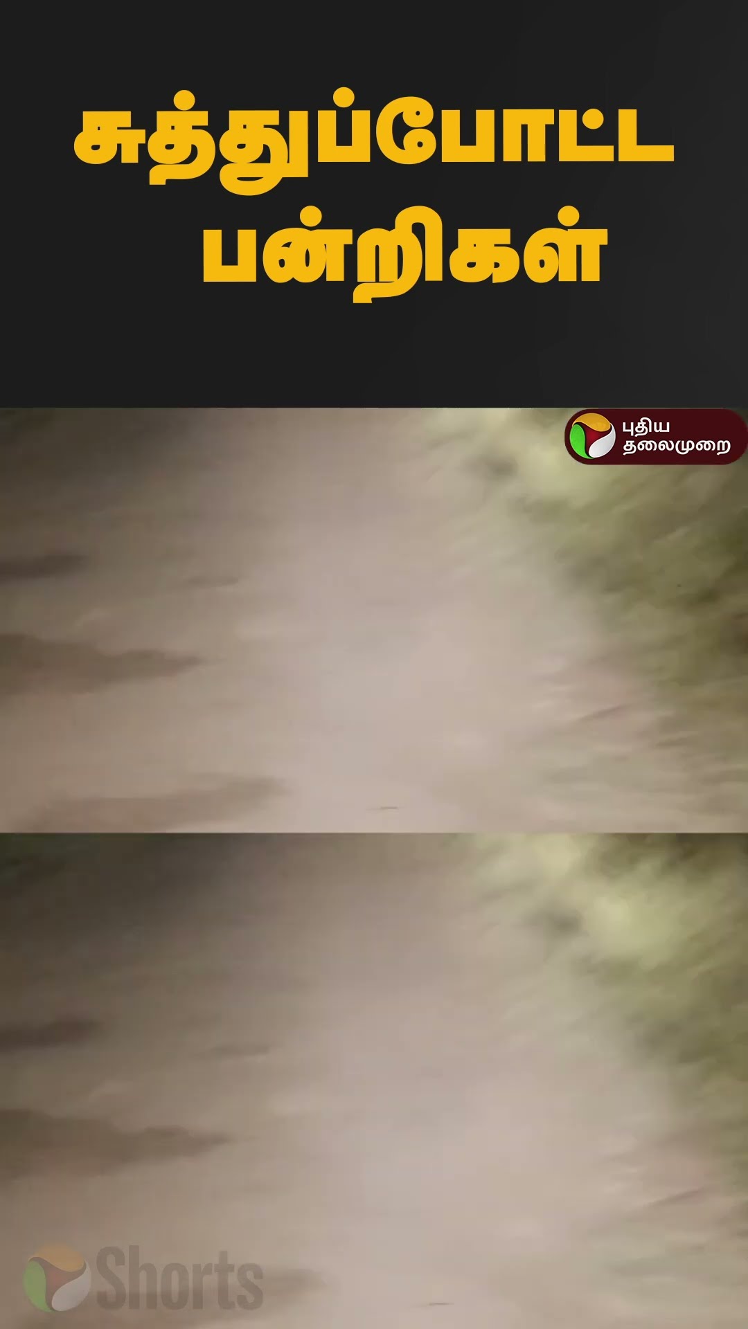 சுத்துப்போட்ட பன்றிகள் | #shorts | #pig | #coimbatore