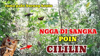 Mikat Burung Kecil Pake Burung Hantu Poinya Cililin