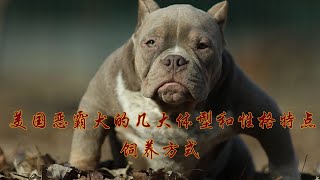 美國惡霸犬的幾大體型和性格特徵美國惡霸犬的幼犬和成犬飲食飼養方式。#恶霸犬的饮食 #惡霸犬的飲食 #狗 #狗狗#惡霸犬