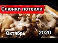 СОБИРАЕМ И ГОТОВИМ ВКУСНОТУ,СЛЮНКИ ПОТЕКЛИ, ПОДМОСКОВЬЕ 2020