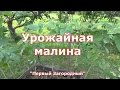 Уход за малиной после сбора урожая  Двойная обрезка