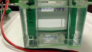 Electroforesis en Gel de Poliacrilamida para Proteínas