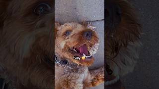 Dogs have 4 moods  #dog #labradoodle #cute #shorts #happytales