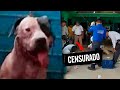 FAMILIA de RATERO EXIGE MATAR a PITBULL que EVITÓ SAQUEO a la CASA de sus DUEÑOS