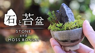 おちょこで作る石と苔の豆盆栽 マキタ電動ドリル【Bonsai diary 盆栽日記 12/18】初心者の簡単ミニ盆栽の作り方 やり方  冬 DIY moss iphone13pro EOS R5撮影